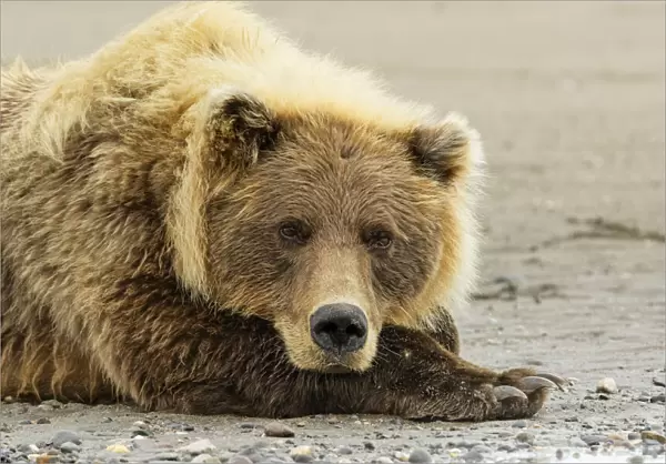 Brown bear resting on the beach, Silver Salmon Creek, Lake Clark National Park, Alaska