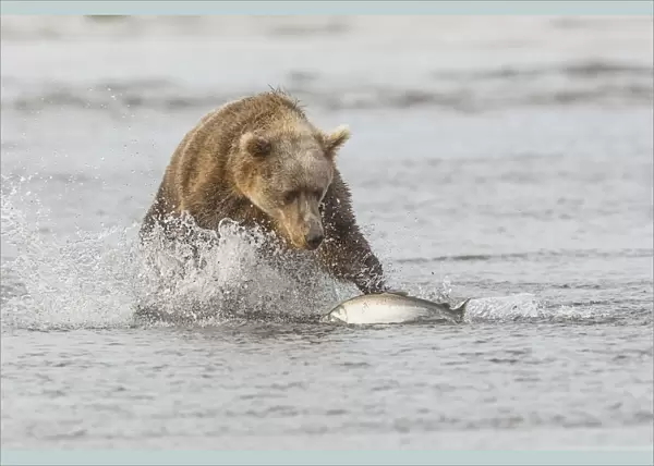 Brown bear chasing salmon, Silver Salmon Creek, Lake Clark National Park, Alaska