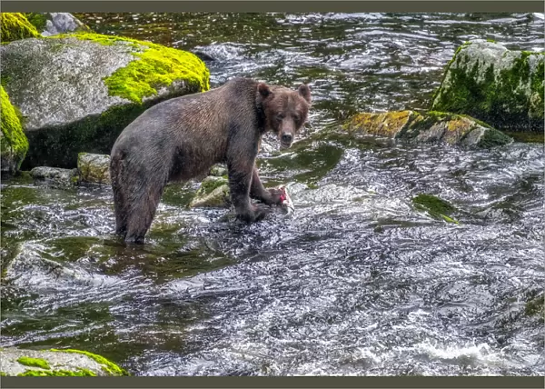 Grizzly Bear, salmon run, Anan Creek, Wrangell, Alaska, USA