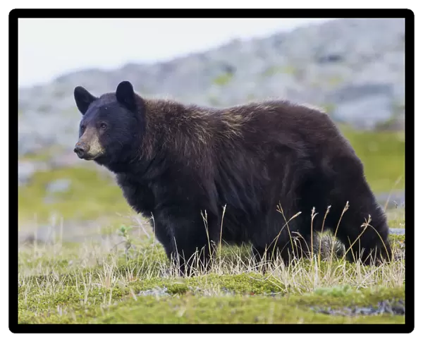 Black Bear, Big Boar