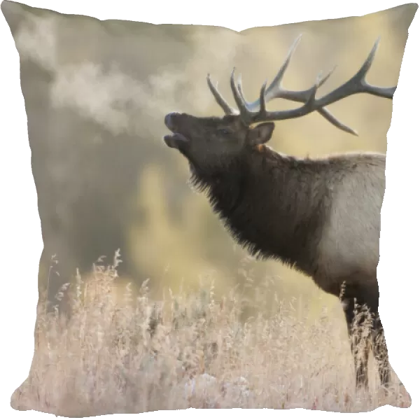 Bull Elk, Morning Breath