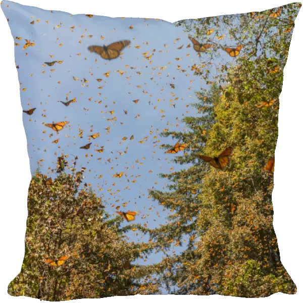 Masses of monarch butterflies in Flight, Cerro Pelon (Macheros) monarch butterfly reserve