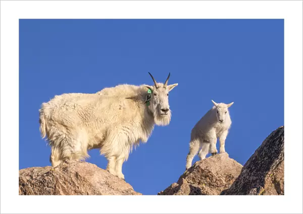 USA, Colorado, Mt. Evans. Mountain goat nanny and kid atop rock