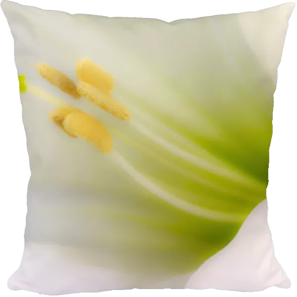 USA, California. Detail of sacred datura flower