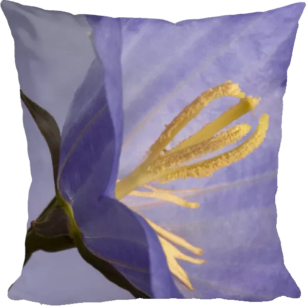 USA, California. Campanella flower detail