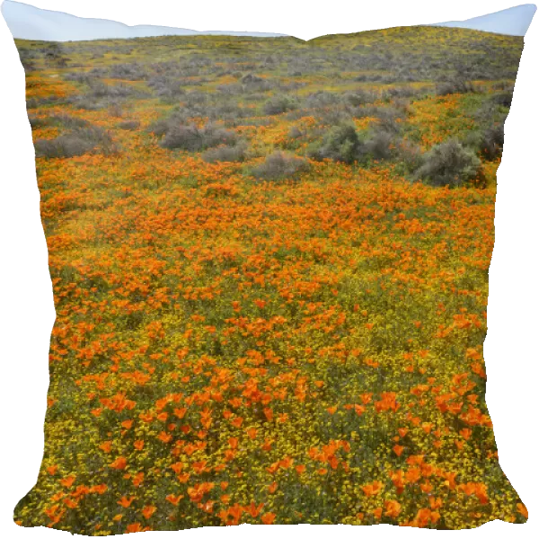 California. A carpet of California poppies blooms amidst other wildflowers in the