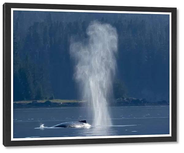USA, Alaska, Mist from exhaled breath of Humpback Whale (Megaptera novaeangliae
