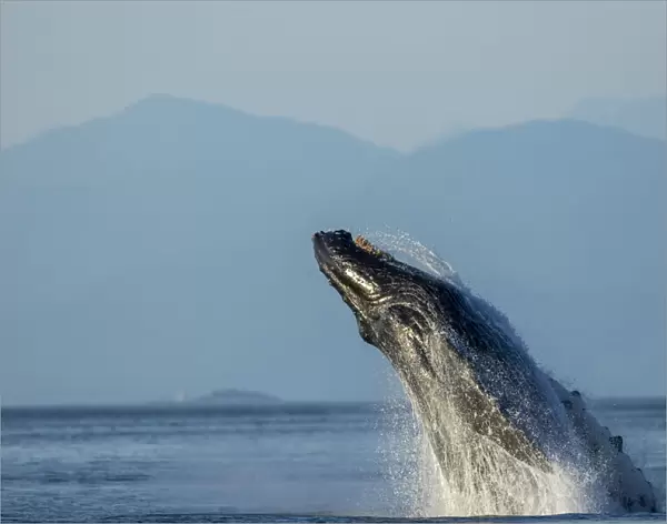 USA, Alaska, Water streams from breaching Humpback Whale (Megaptera novaeangliae