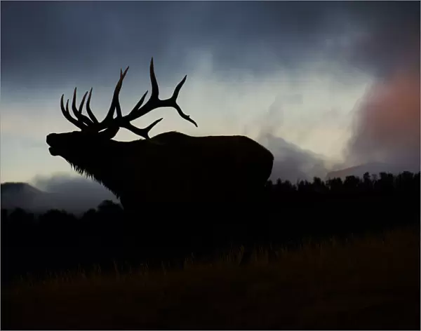 Bugling elk silhouetted against the Colorado Rocky Mountains
