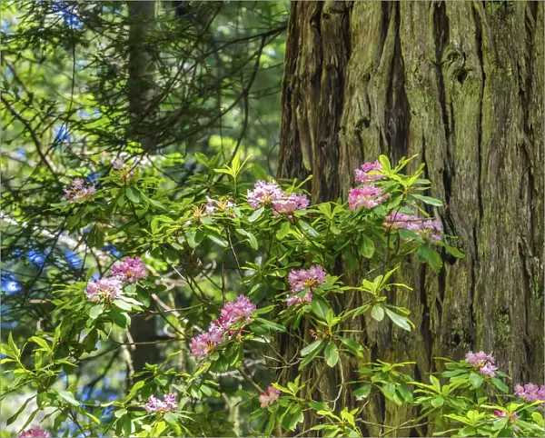Green towering trees, pink rhododendron, Lady Bird Johnson Grove, Redwoods National Park