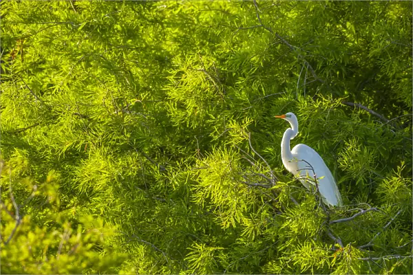 USA, Florida, Anastasia Island. Great egret in tree foliage