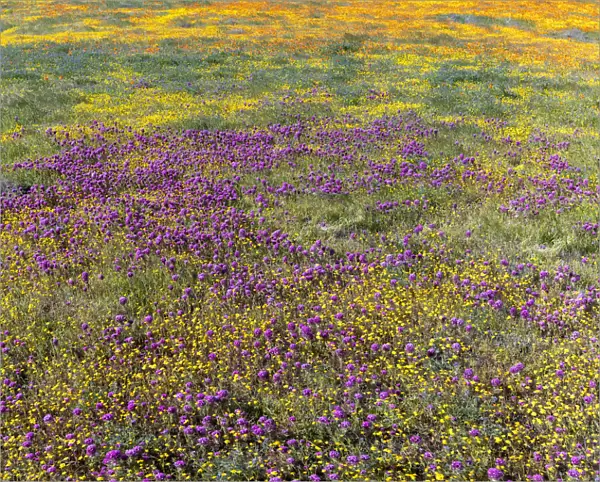 USA, California. Fields of California Poppy, Goldfields, Owls Clover