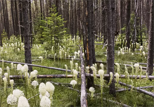 Beargrass in forest, Glacier National Park, Montana Xerophyllum tenax