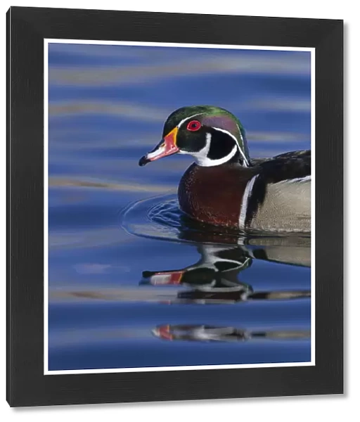 Wood duck drake in perfect coloration, New Mexico