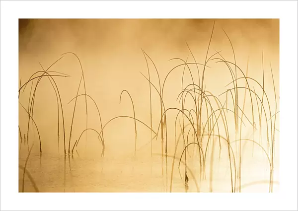 Icy reeds at sunrise on cold morning at Spencer Lake near Whitefish, Montana, USA