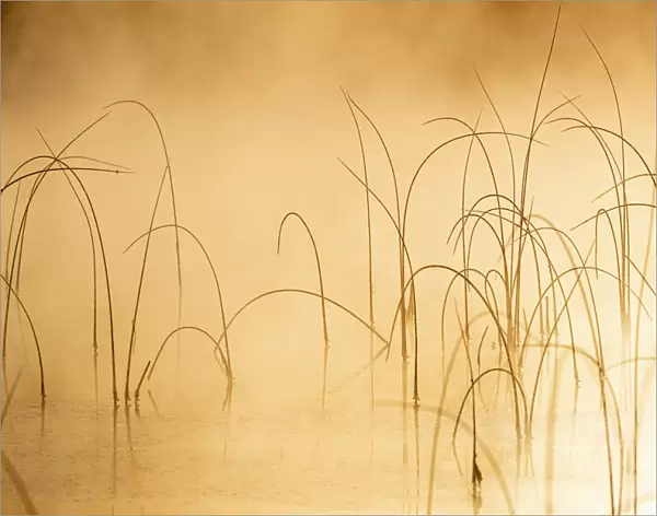 Icy reeds at sunrise on cold morning at Spencer Lake near Whitefish, Montana, USA