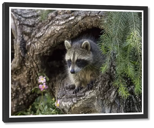 North American raccoon, in hollow log, Procyon lotor, Montana