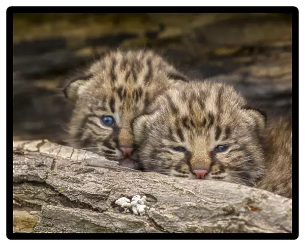 USA, Minnesota, Pine County. Bobcat kittens close-up. Credit as