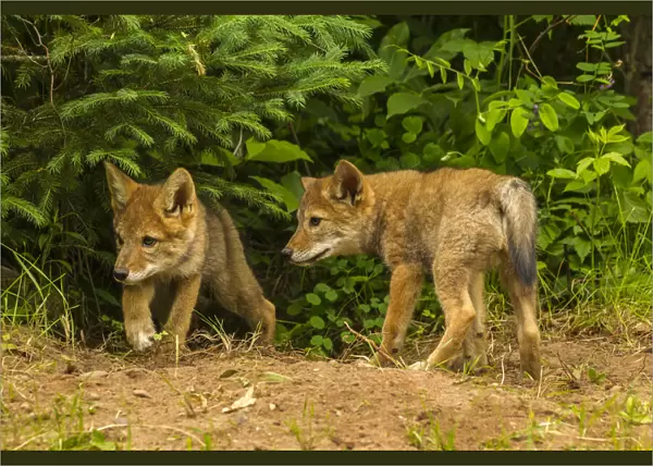 USA, Minnesota, coyote pups at den, captive