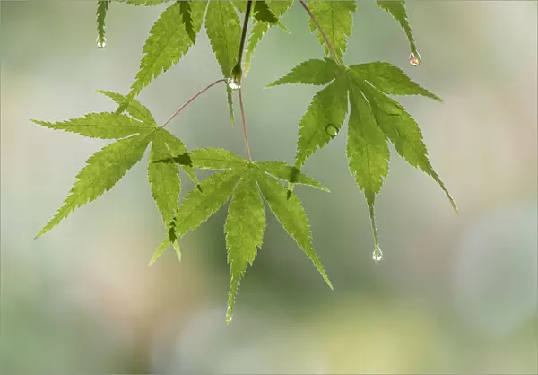 USA, Washington, Seabeck. Raindrops on Japanese maple leaves