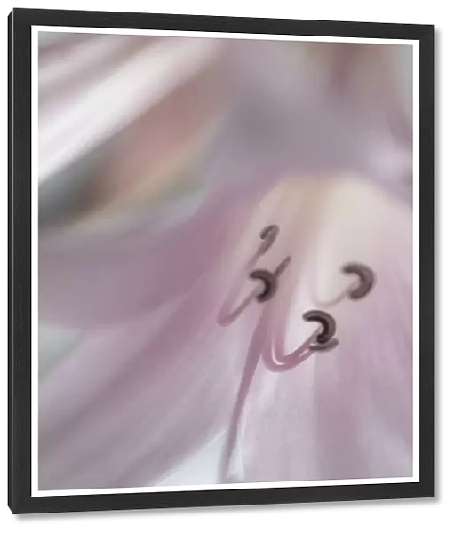 USA, Washington, Seabeck. Pale pink lily close-up. Credit as