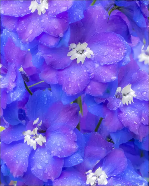 USA, Washington State, Sammamish close up image of a blue delphinium