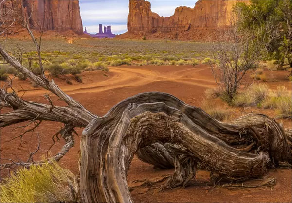 USA, Utah, Monument Valley. Landscape and dead tree. Credit as