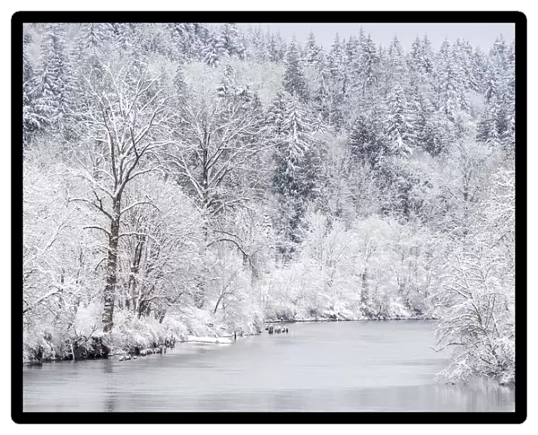 USA, Washington State, Fall City and the Snoqualmie river with winter fresh snow fall