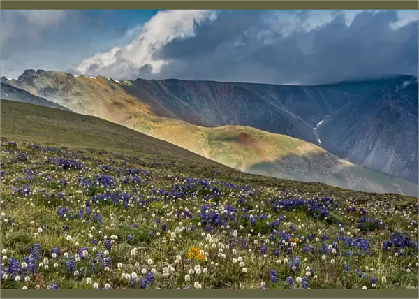 Lupine and Bistort wildflowers cover high alpine meadow