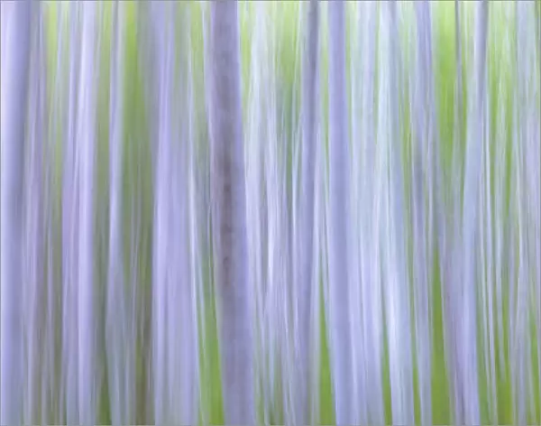 USA, Washington State, Seabeck. Panoramic abstract of alder grove
