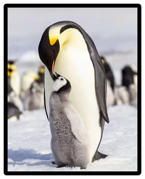 Antarctica, Snow Hill. An emperor penguin chick interacts with its parent