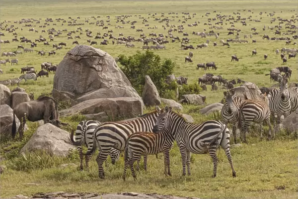 Large wildebeest herd and Burchells zebras during migration, Serengeti National Park