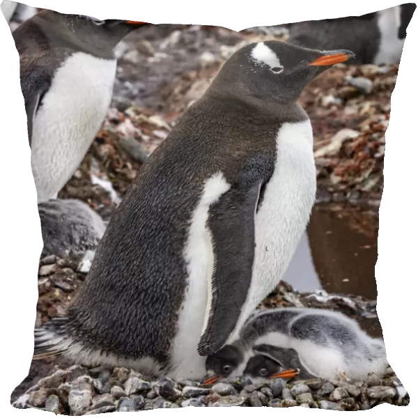 Gentoo Penguin family and chicks, Yankee Harbor, Greenwich Island, Antarctica