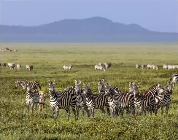 Large herd of Burchells Zebra, Serengeti National Park, Tanzania, Africa
