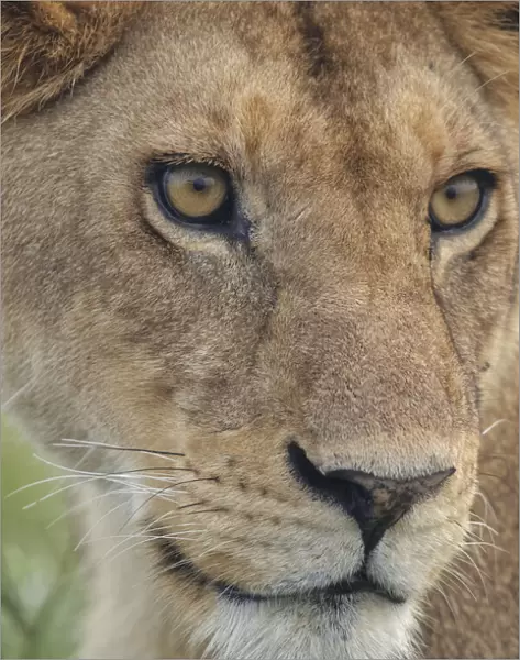 Adult female lioness, Serengeti National Park, Tanzania, leo
