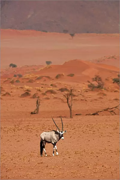 Gemsbok (oryx gazella), NamibRand Nature Reserve, Southern Namibia, Africa