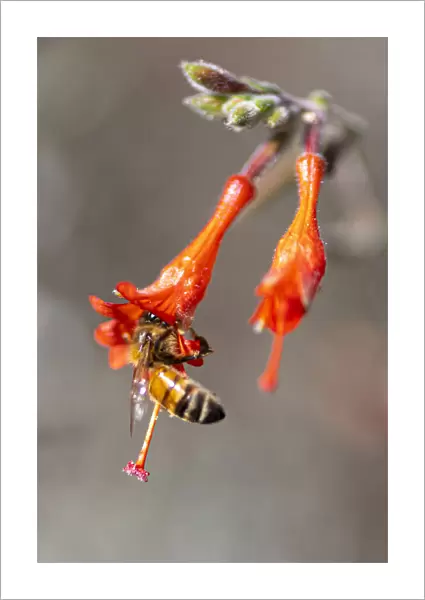 Honey bee gathering pollen inside a bell shaped flower