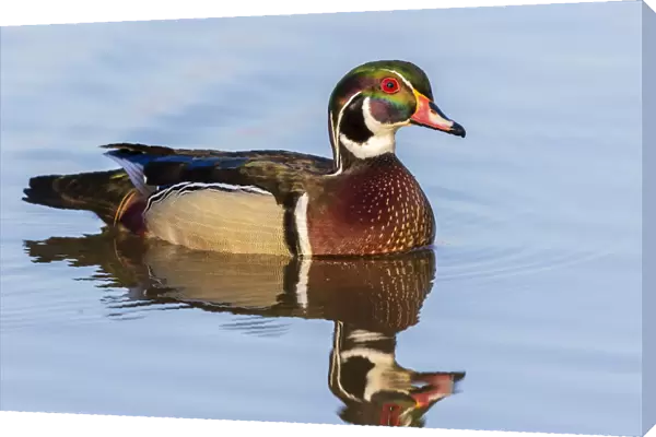 Wood duck male in wetland Marion County, Illinois