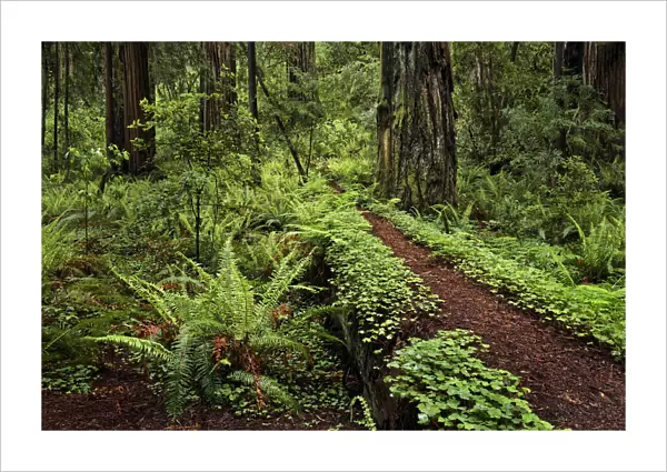 Footpath through common wood sorrel and giant redwood trees, Stout Memorial Grove