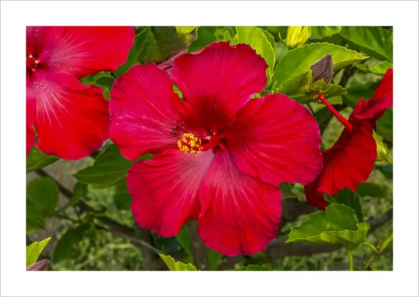 Red hibiscus flowers, Easter Island, Chile