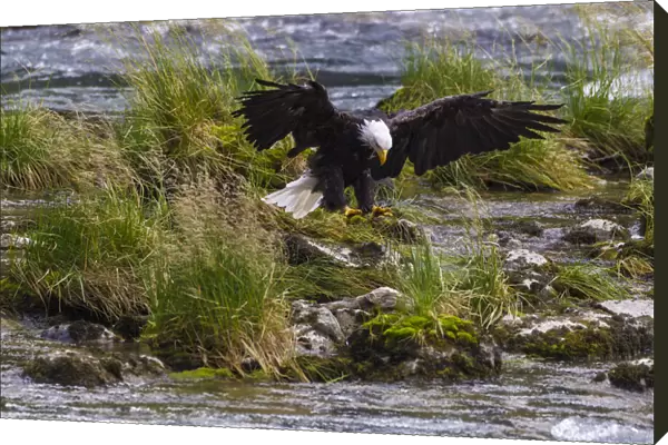 USA, Alaska. Bald Eagle feeding on salmon on the Chilkoot River near Haines, Alaska