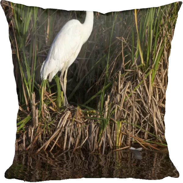 A great white heron poses in a south Florida wetland