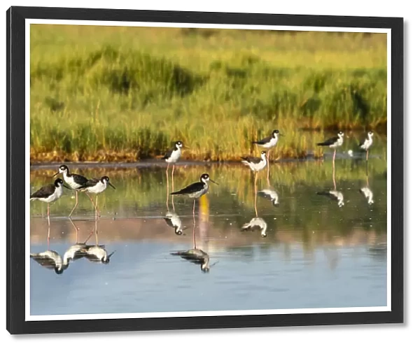 USA, New Mexico, Valencia County. Black-necked stilt birds reflected in water