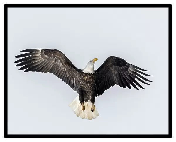 Bald Eagle going for altitude