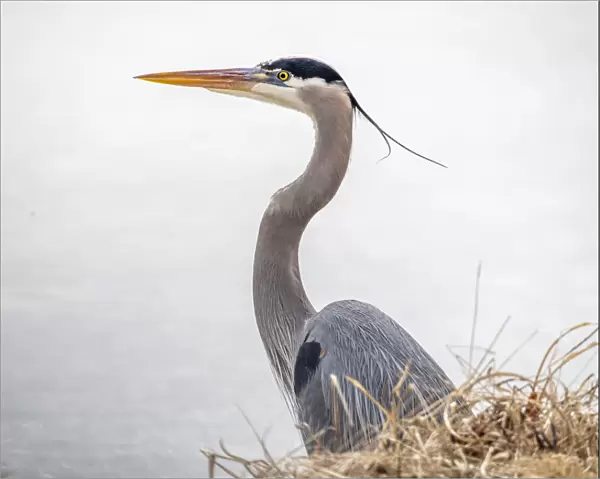 Great blue heron looking for fish