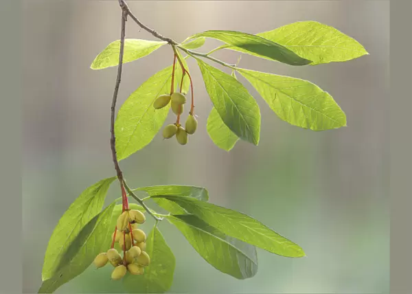 USA, Washington State, Seabeck. Indian plum tree berries