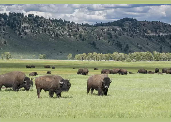 Grand Teton National Park, Bison graze in meadow, Wyoming