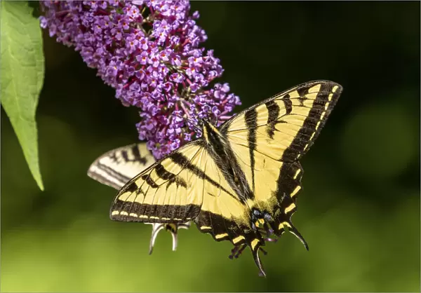 Issaquah, Washington, USA. Two Western Tiger Swallowtail butterflies pollinating a