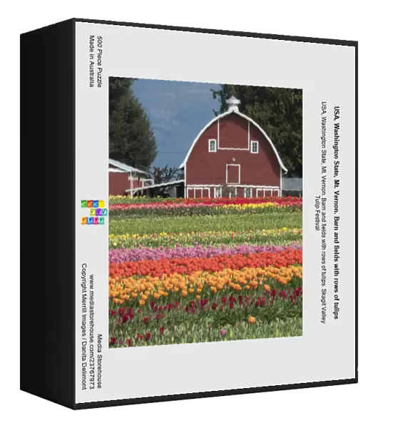 USA, Washington State, Mt. Vernon. Barn and fields with rows of tulips