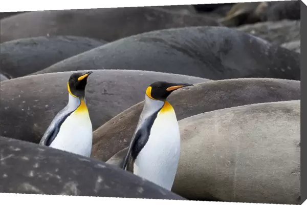 Southern Ocean, South Georgia. King penguins find their way through the elephant seals